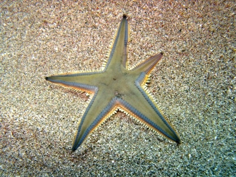 Astropecten jonstoni (Delle Chiaje, 1827)